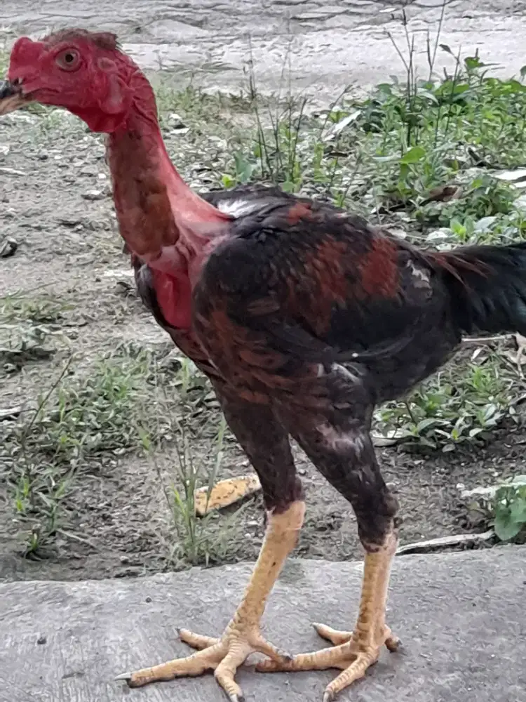 Ayam bangkok saigon 1 pasang
