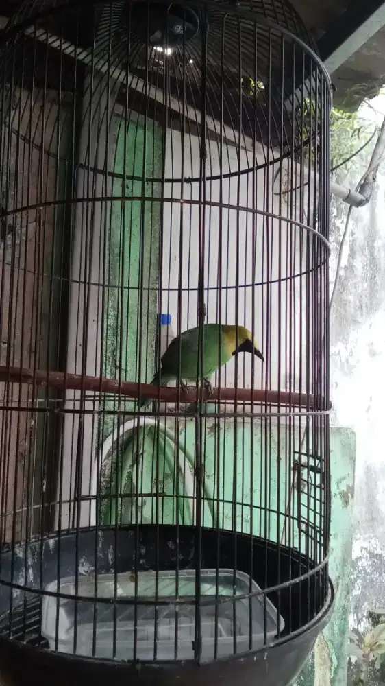 Cak Ranting burja