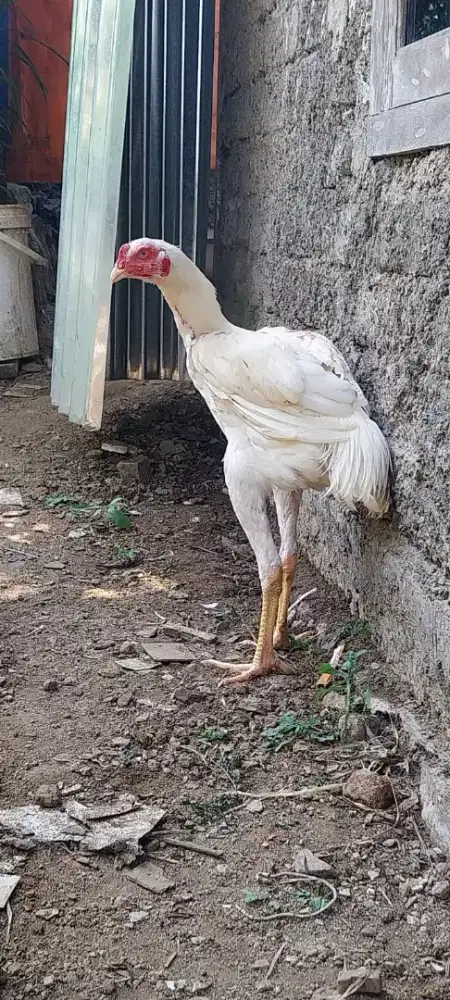 Ayam Bangkok Klasik jago bulu putih, cocok untuk hiasan halaman rumah