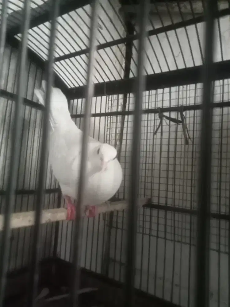 Puter albuino mm jantan