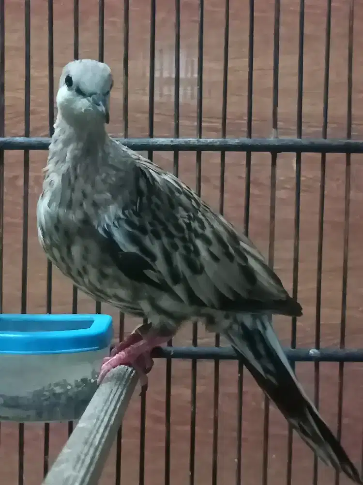 Tekukur leopard Betina Janda Kuk 3/4 Trah Kuk 8