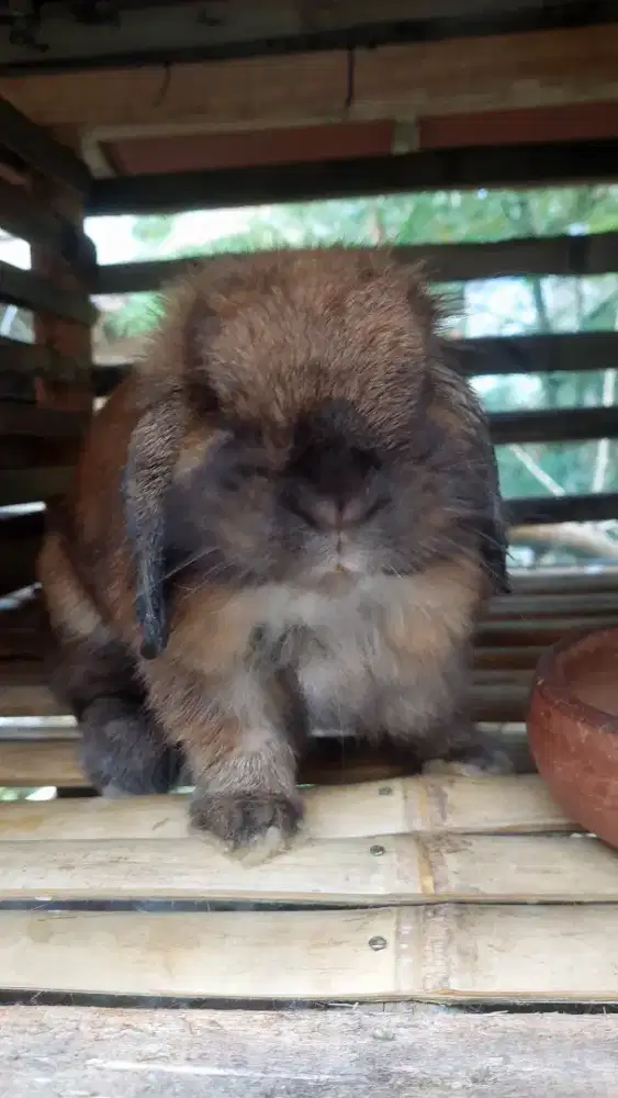 Kelonci Holland lops