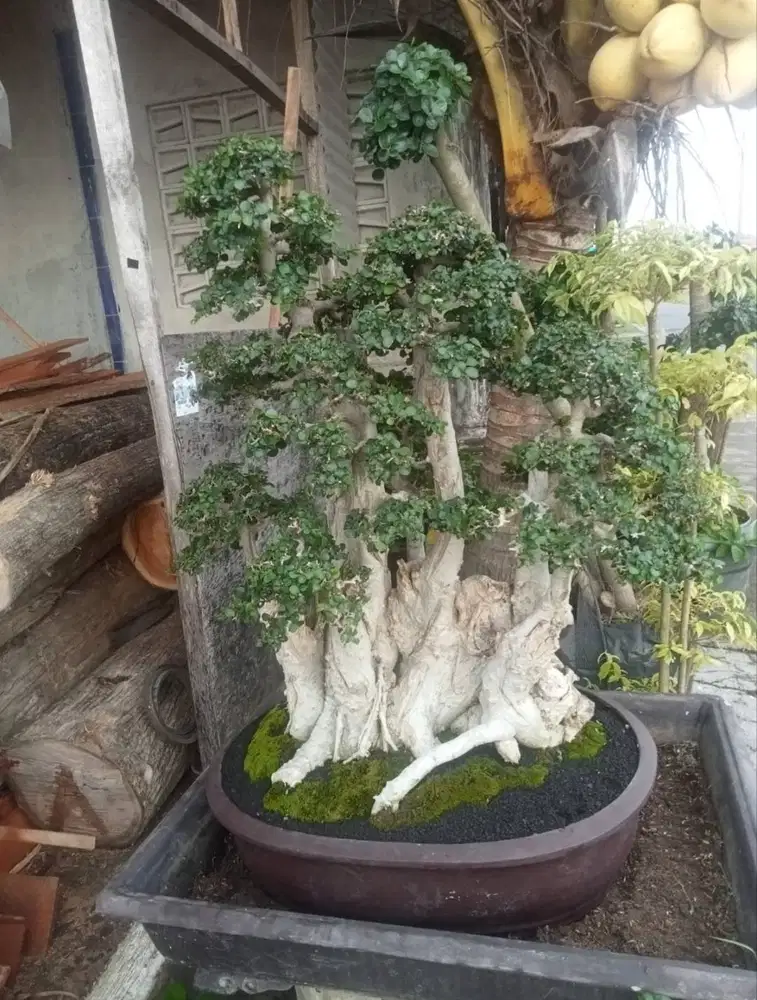 Pohon Bonsai Sancang