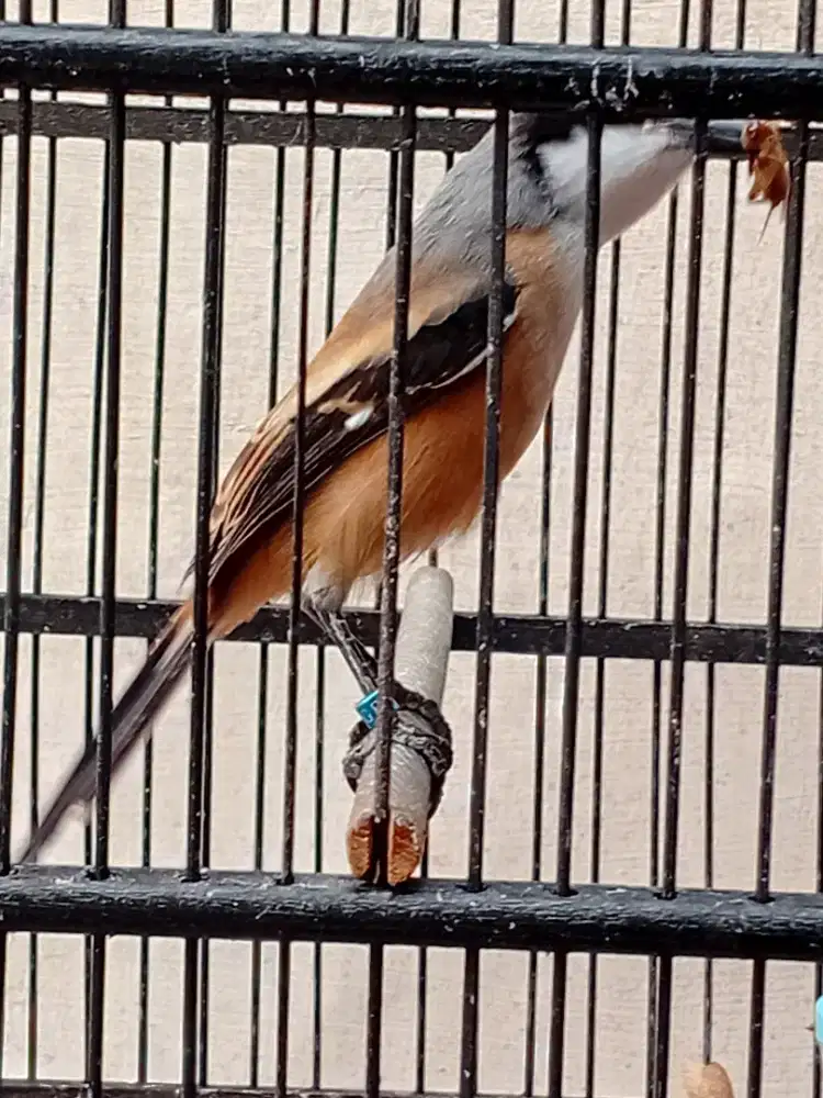 Pentet jantan pilis