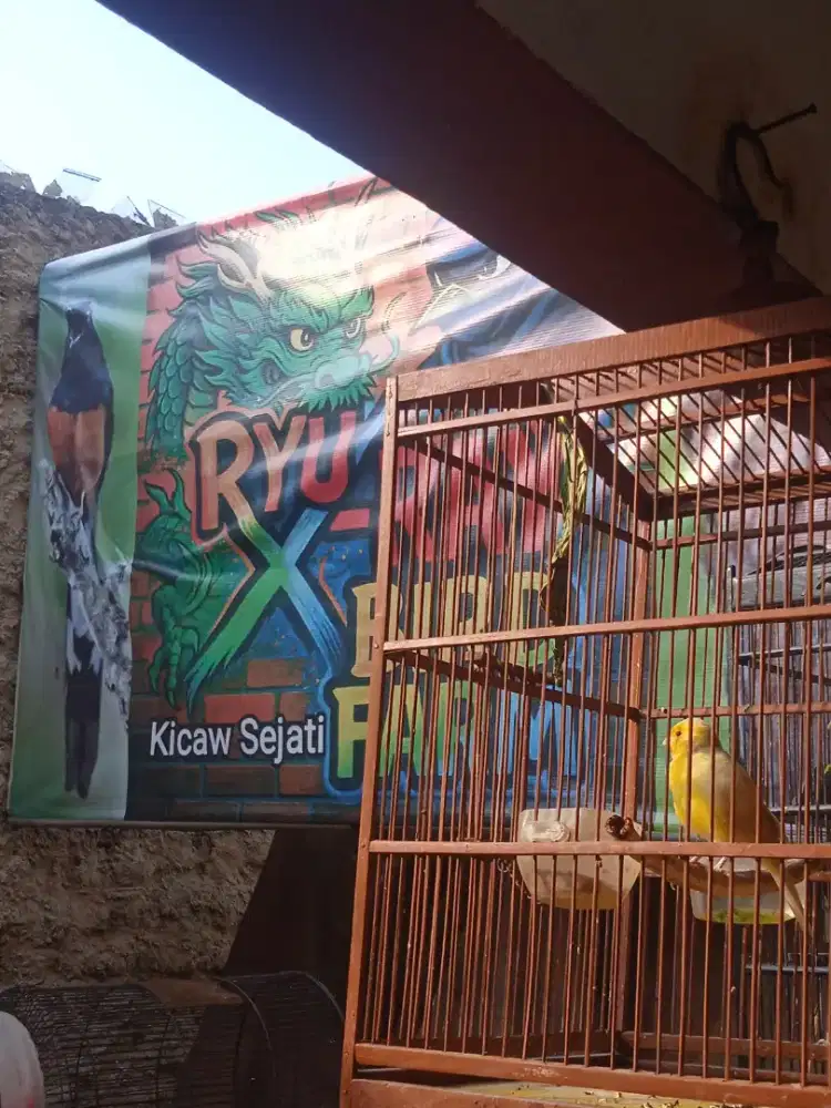 Canary Af Mulay Ngereg