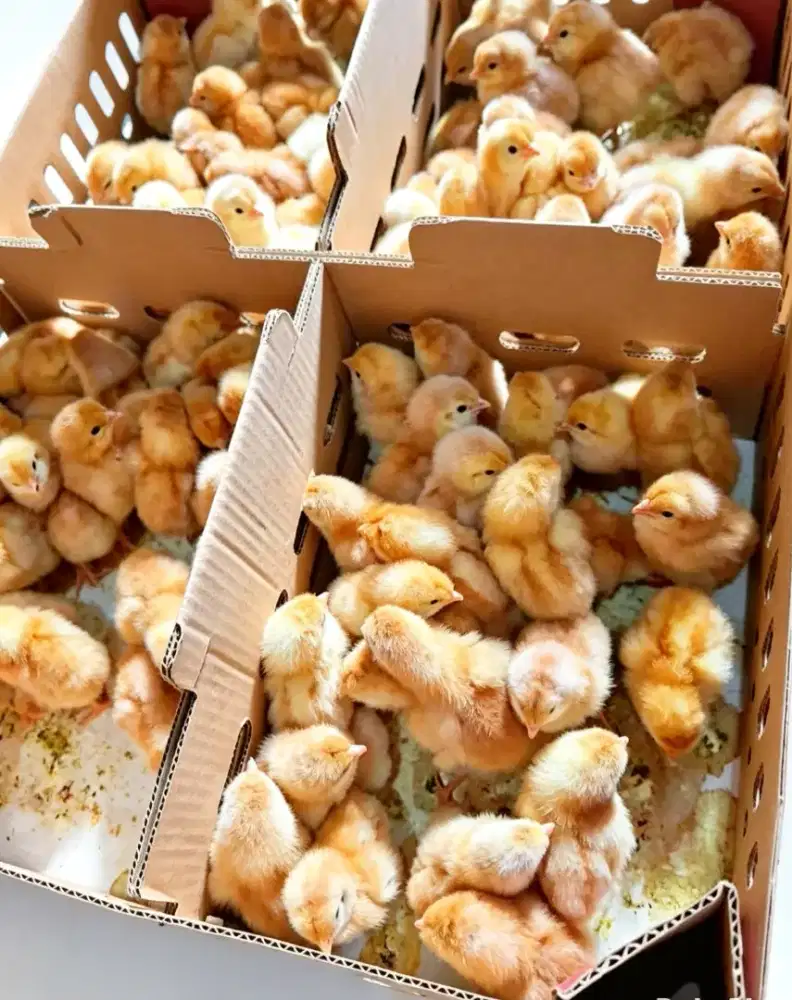 Doc Anak Ayam Petelur Bandung