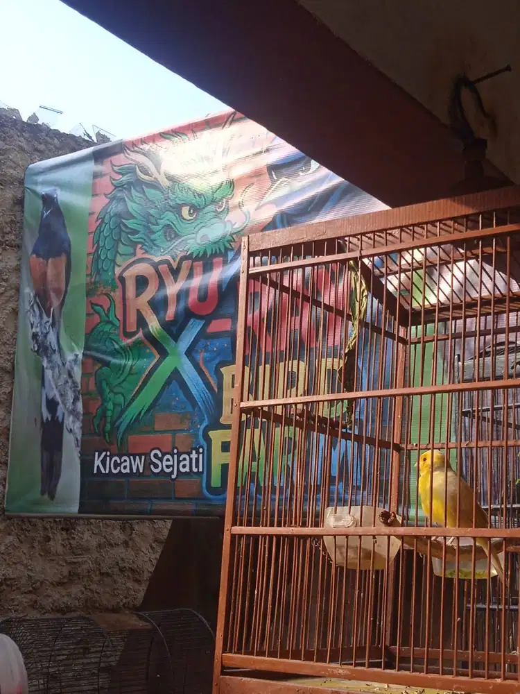 Kenari AF Mulay Ngereg