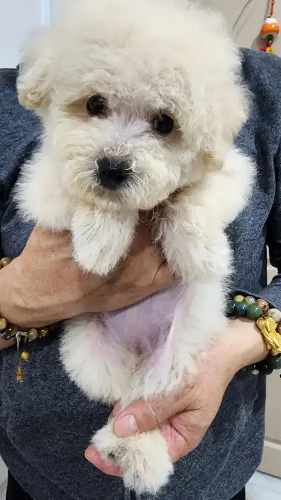 Anakan Poodle Murahh