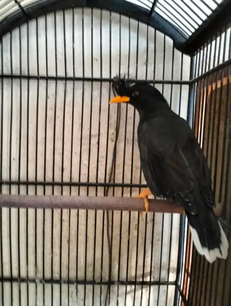Jalak Thailand Jantan
