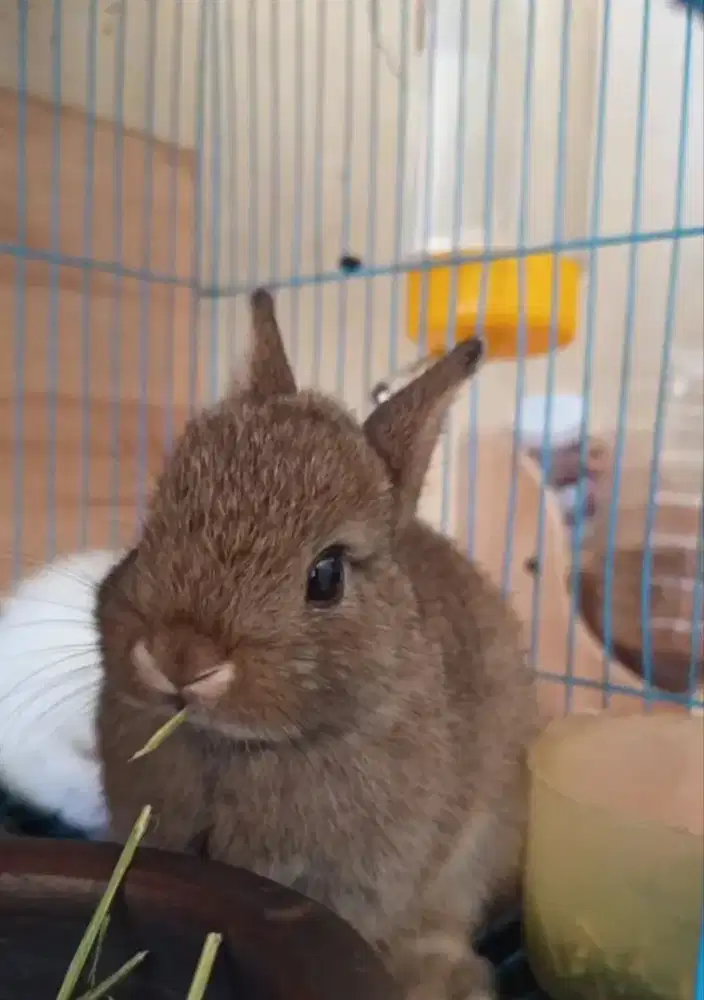 Dijual Kelinci Mini Netherland Dwarf