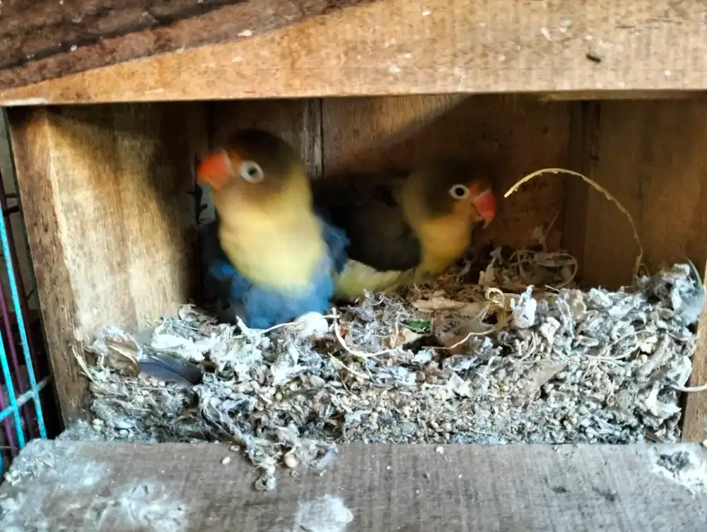 Lovebird Sepasang Produksi