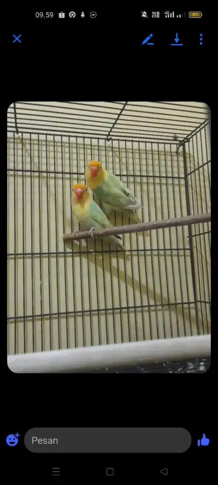 Lovebird Sepasang Siap Produksi