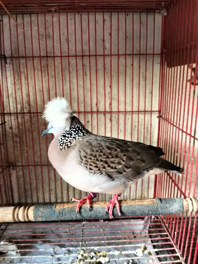 Tekukur Alam Jambul Songgo Ratu Betina