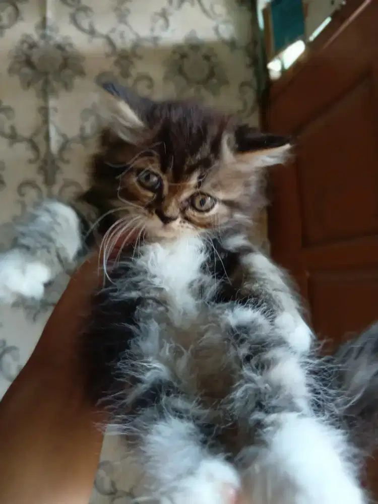 Kitten ras ragdoll mix persia @500rb