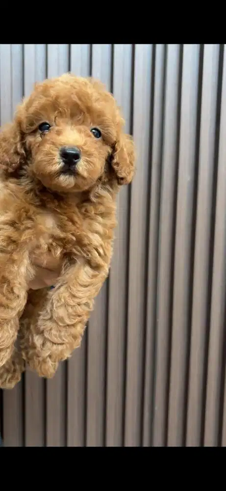 Red poodle jantan