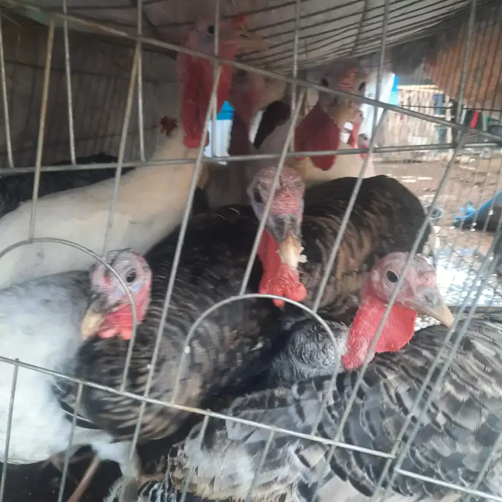 Jual Cepat Kalkun Dewasa