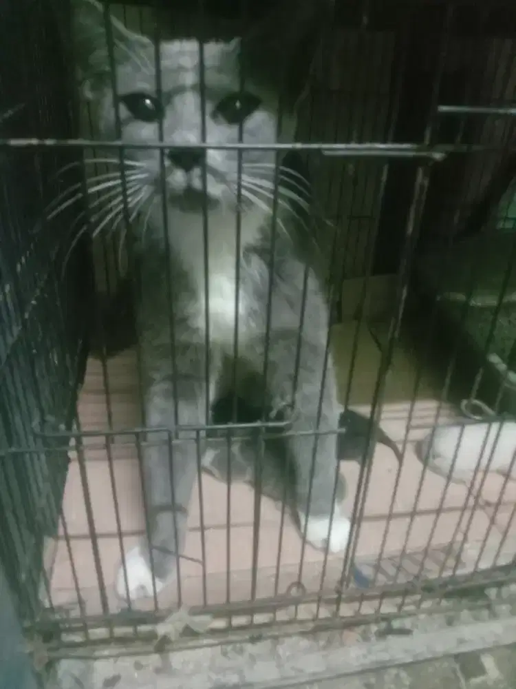 La kucing BSH indukan