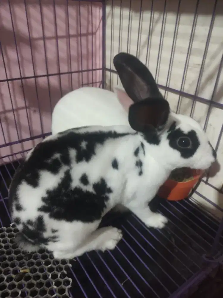 Kelinci REX Remaja 6 & 8bulan