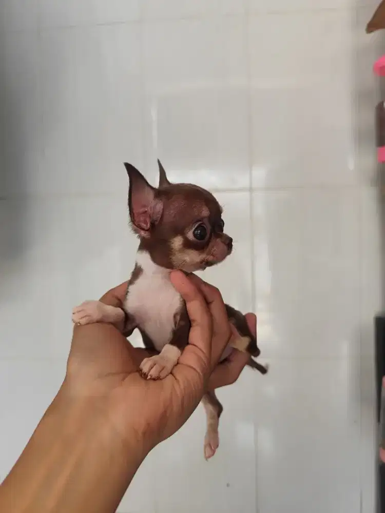 Chihuahua betina stambum
