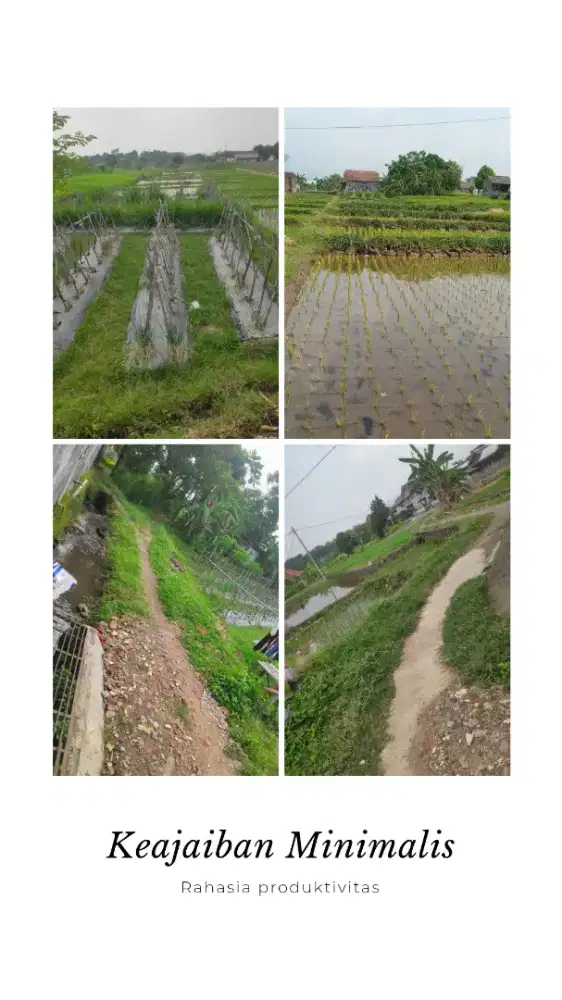 Dijual Tanah sawah luas 1.195 m²