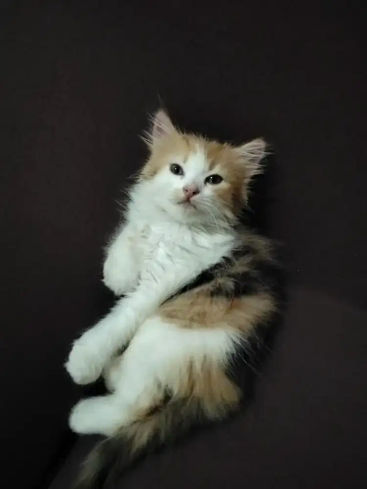 Ank kucing imut