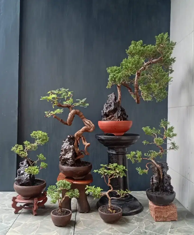 Bonsai hias borongan murah