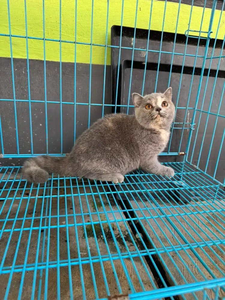 British Short Hair / BSH Kitten Blue Torti Betina