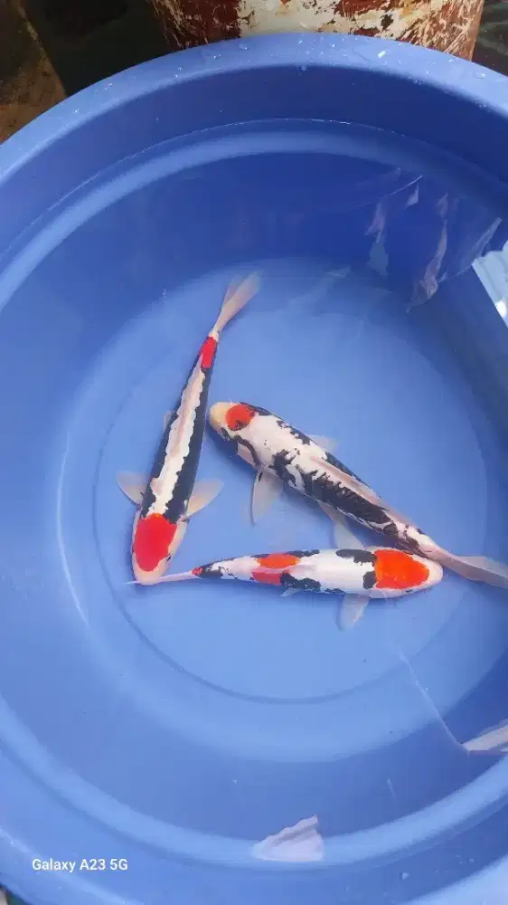 Ikan koi benikumonryu 28-32cm