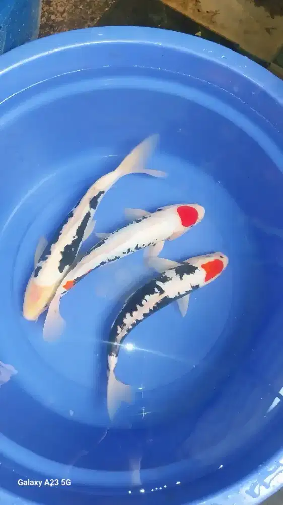 Ikan koi benikumonryu 35-37 cm