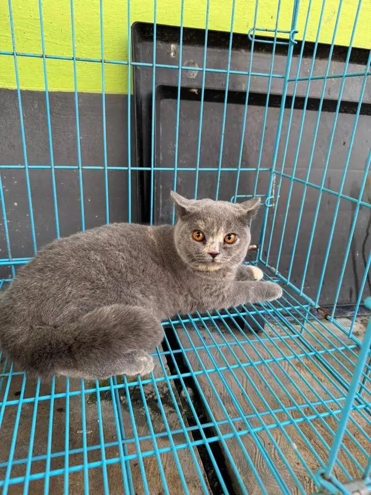 British Short Hair / BSH Kitten Blue Torti Betina