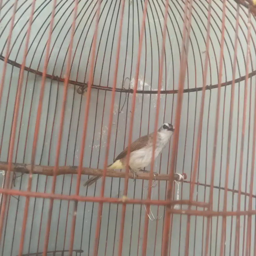 Burung trucukan