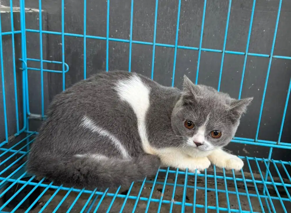 British Shorthair / BSH Kitten Bicolor Blue White