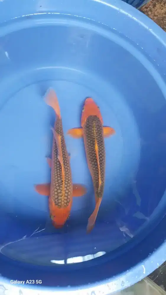 Ikan koi aka matsuba 35cm