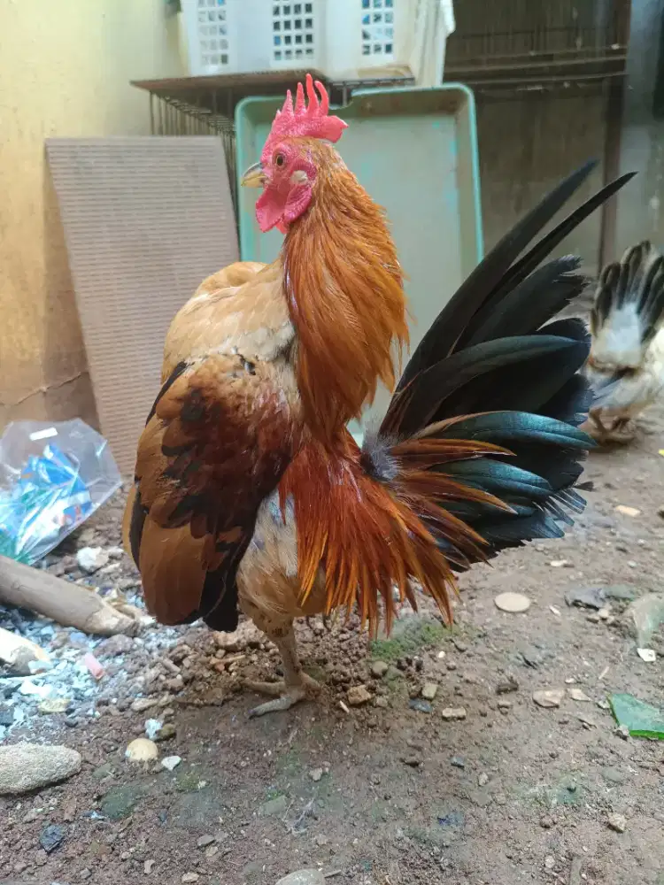 Ayam serama/Kate serama jantan berkualitas