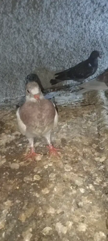 Anak burung dara sepasang