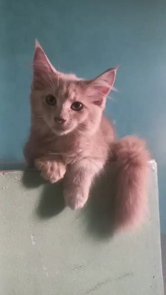 Mainecoon betina 3 bulan non ped