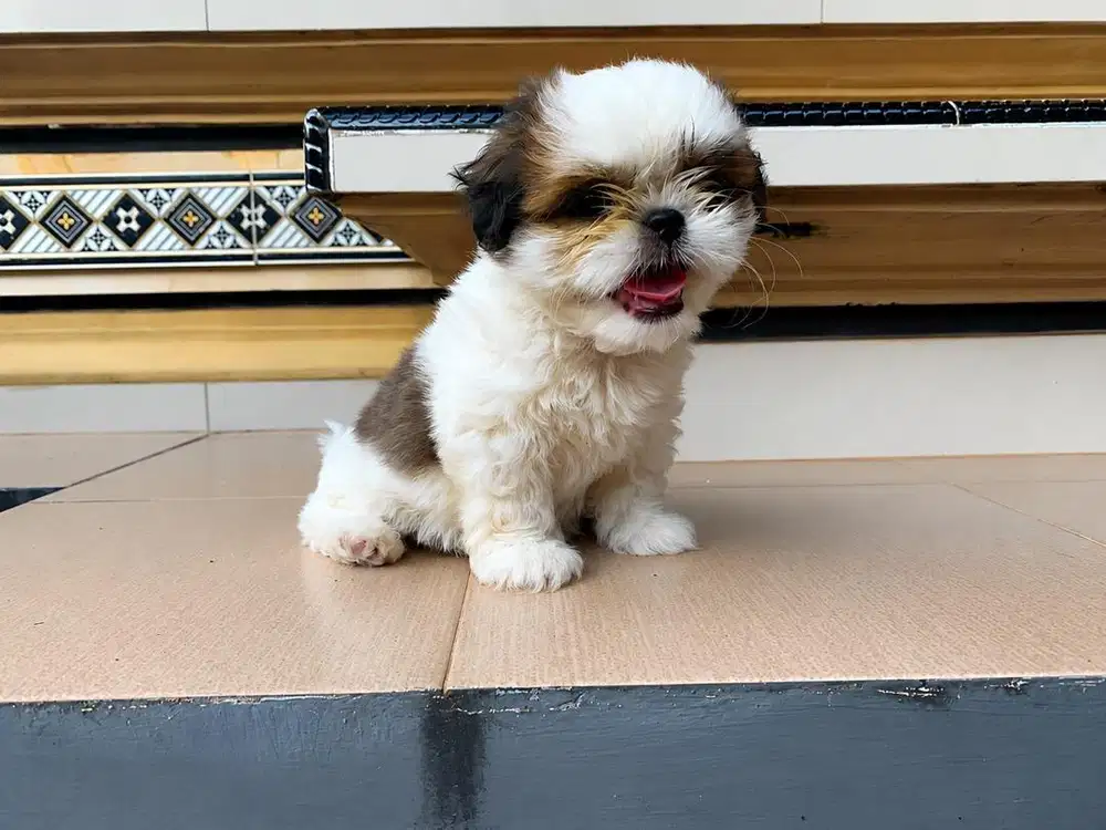 DI JUAL ANAK ANJING
