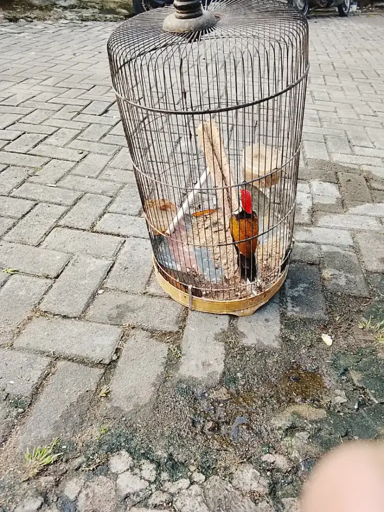 Jual burung gede