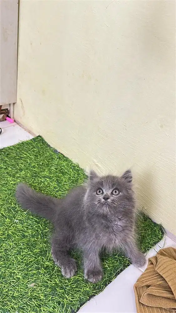 Persia longhair bigbon