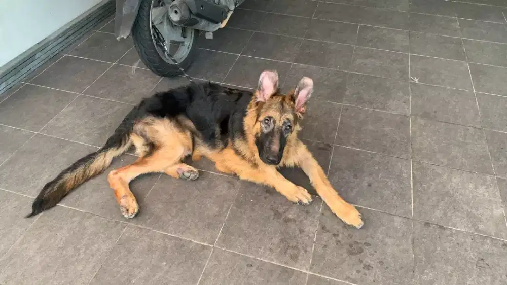 Herder anakan import stambum