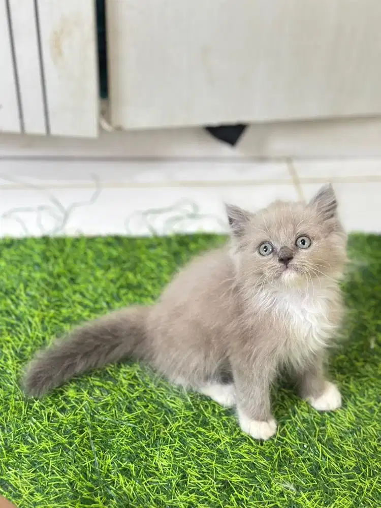 Persia himalaya brown