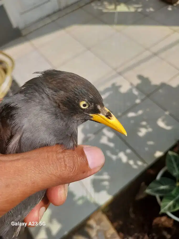 Jalak Kebo Anakan Rawatan