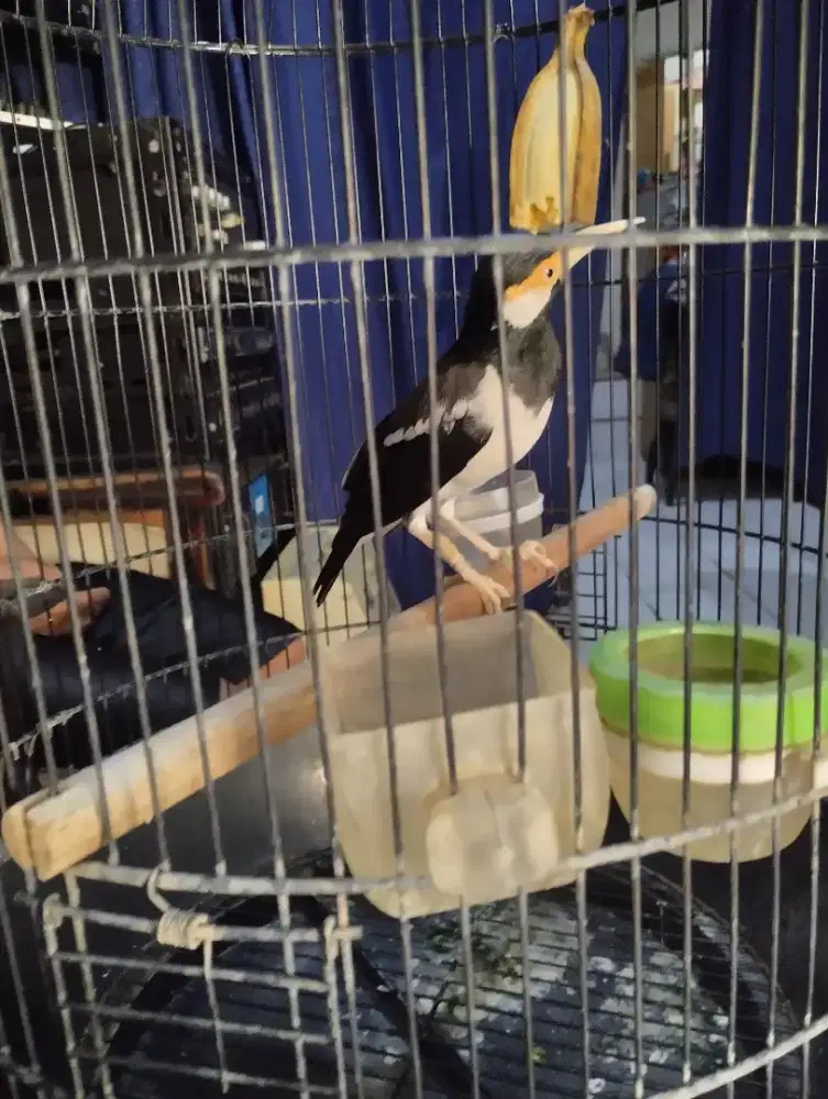 Di Jual Burung Jalak Suren GACOR