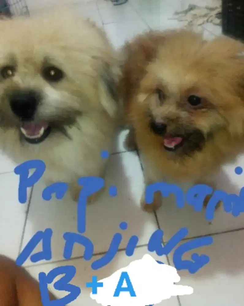 Anak anjing shitpom