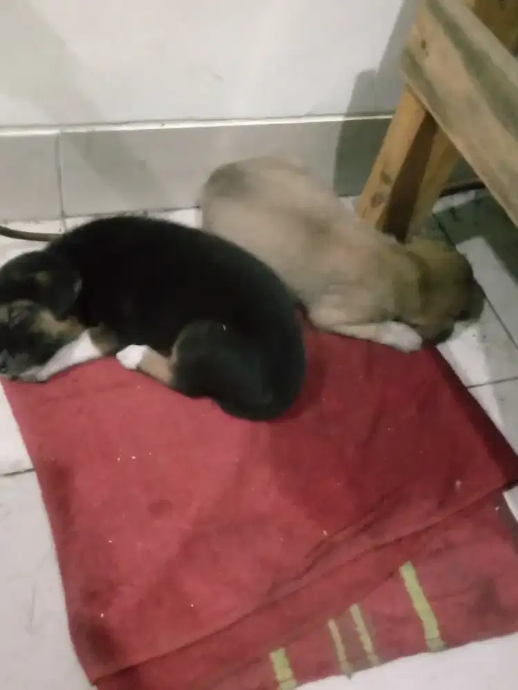 Dijual baby anjing China spasang