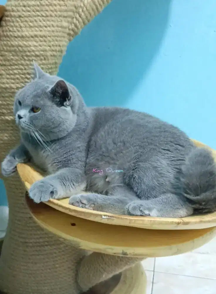 Kucing British Shorthair BSH Betina Hamil Blue Solid Pedigree