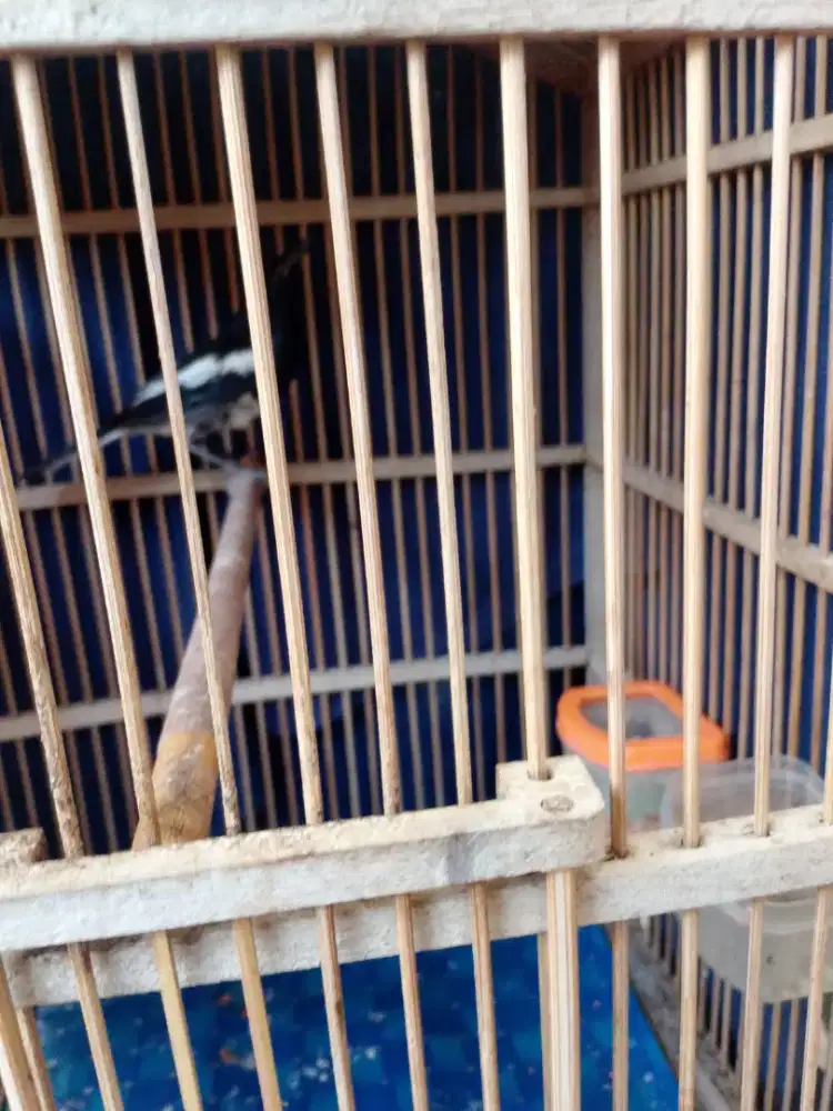 Di jual Kacer dada putih tt ijo