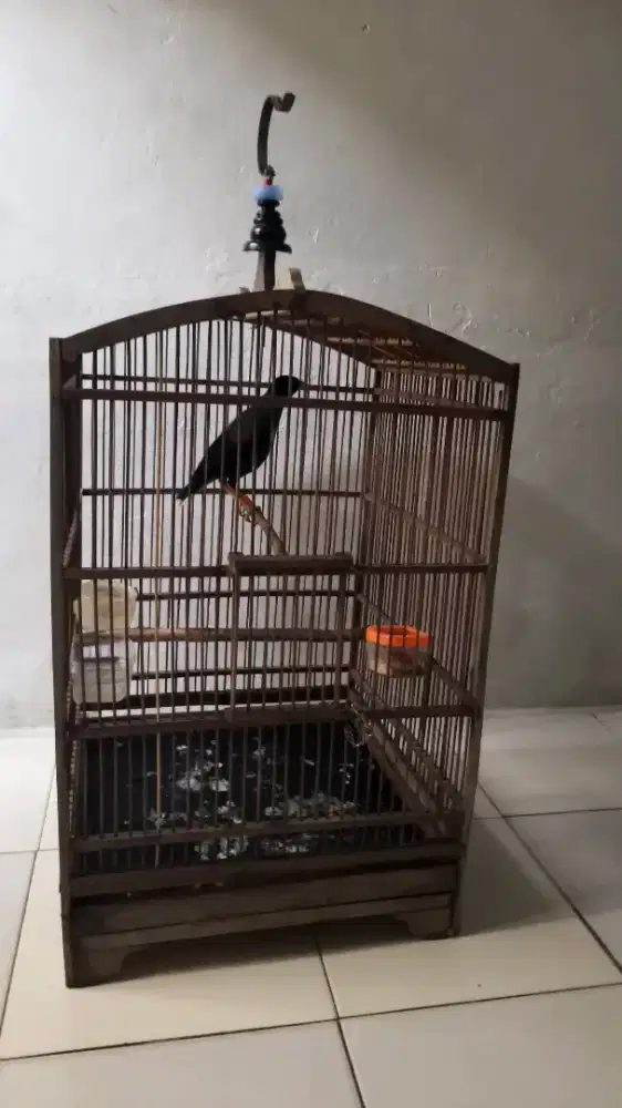 Burung jalak kebo berisik rajin fullset