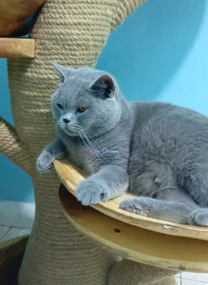 Kucing British Shorthair BSH Betina Hamil Blue Solid Pedigree
