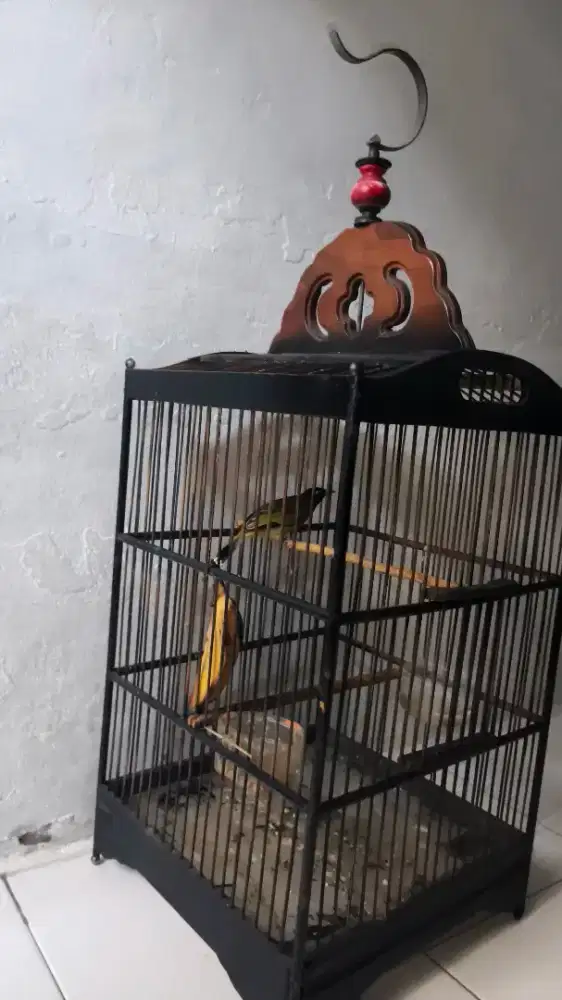 Burung kutilang sutra bunyi rajin bukan gacor fullset